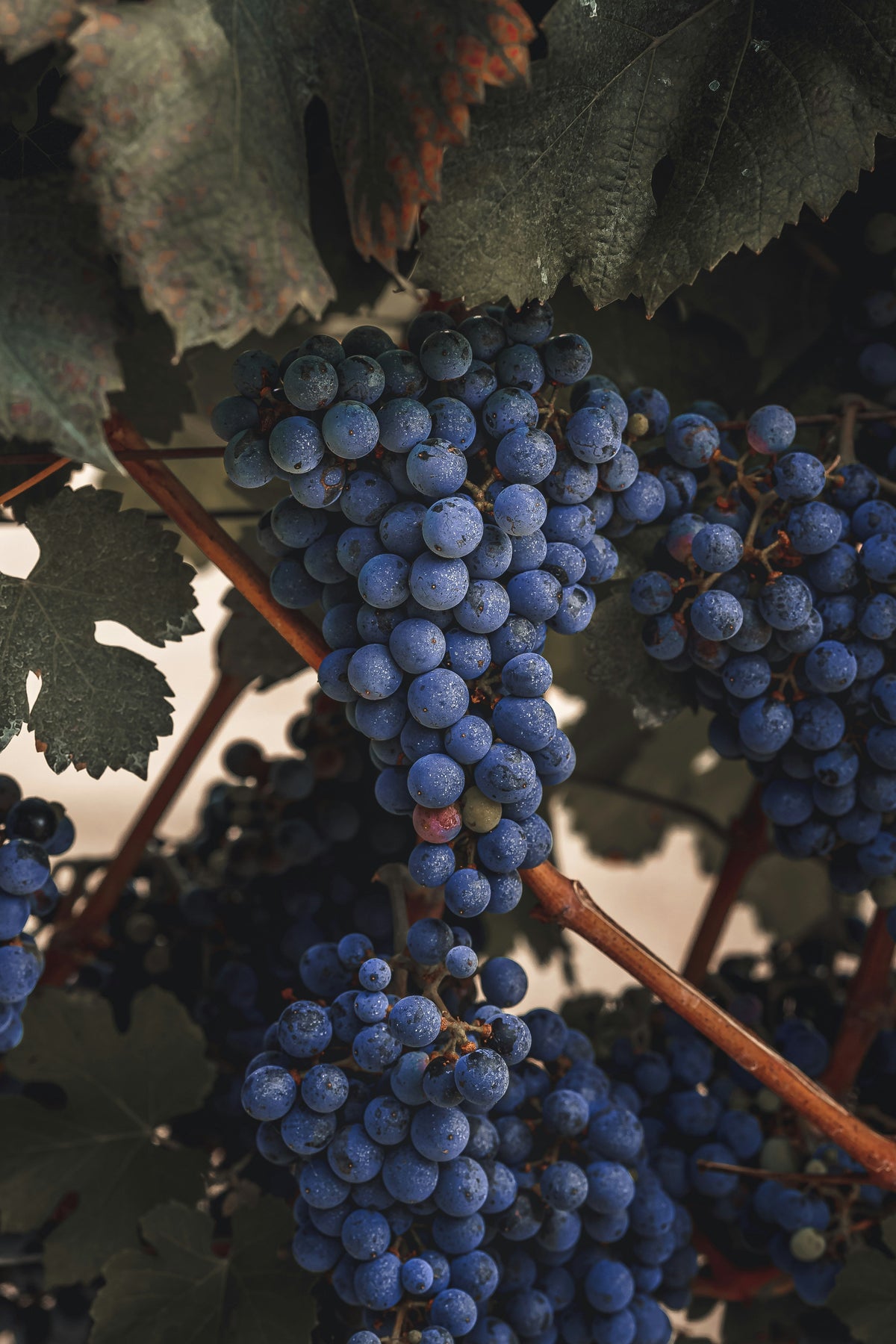 Is Merlot Sweet or Dry? A Comprehensive Guide